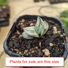 Load image into Gallery viewer, Gasteria Fuji Yuki
