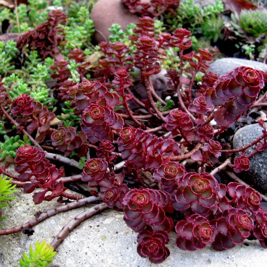 Sedum Spurius Dragon's Blood