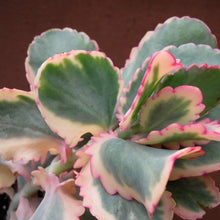 Load image into Gallery viewer, Kalanchoe Fedtschenkoi Variegata | Variegated Lavender Scallops
