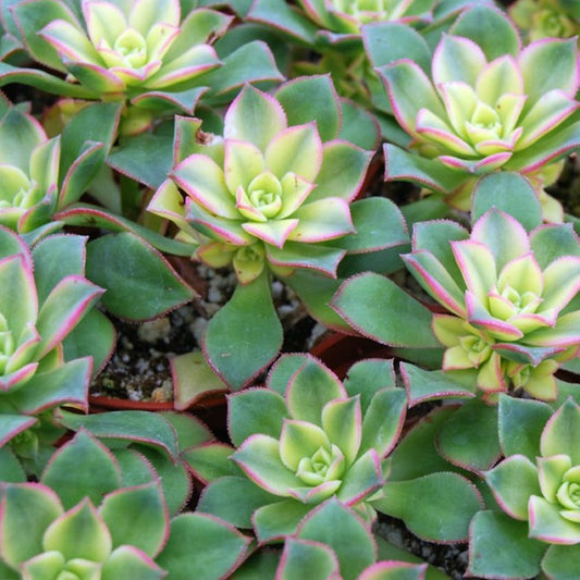 Aeonium Haworthii | Kiwi Aeonium