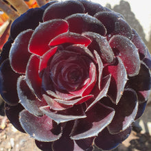 Load image into Gallery viewer, Aeonium Arboreum Zwartkop | Black Rose Aeonium
