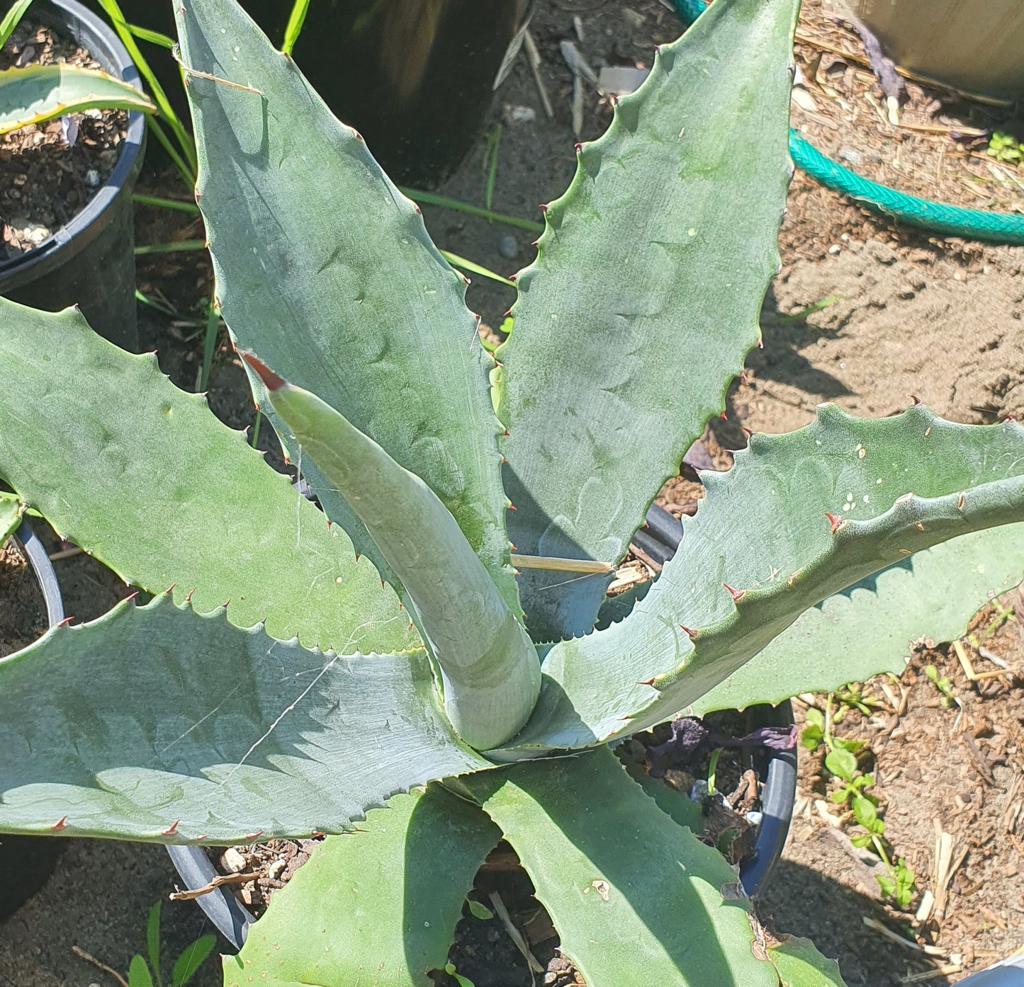 Agave Americana | Century Plant