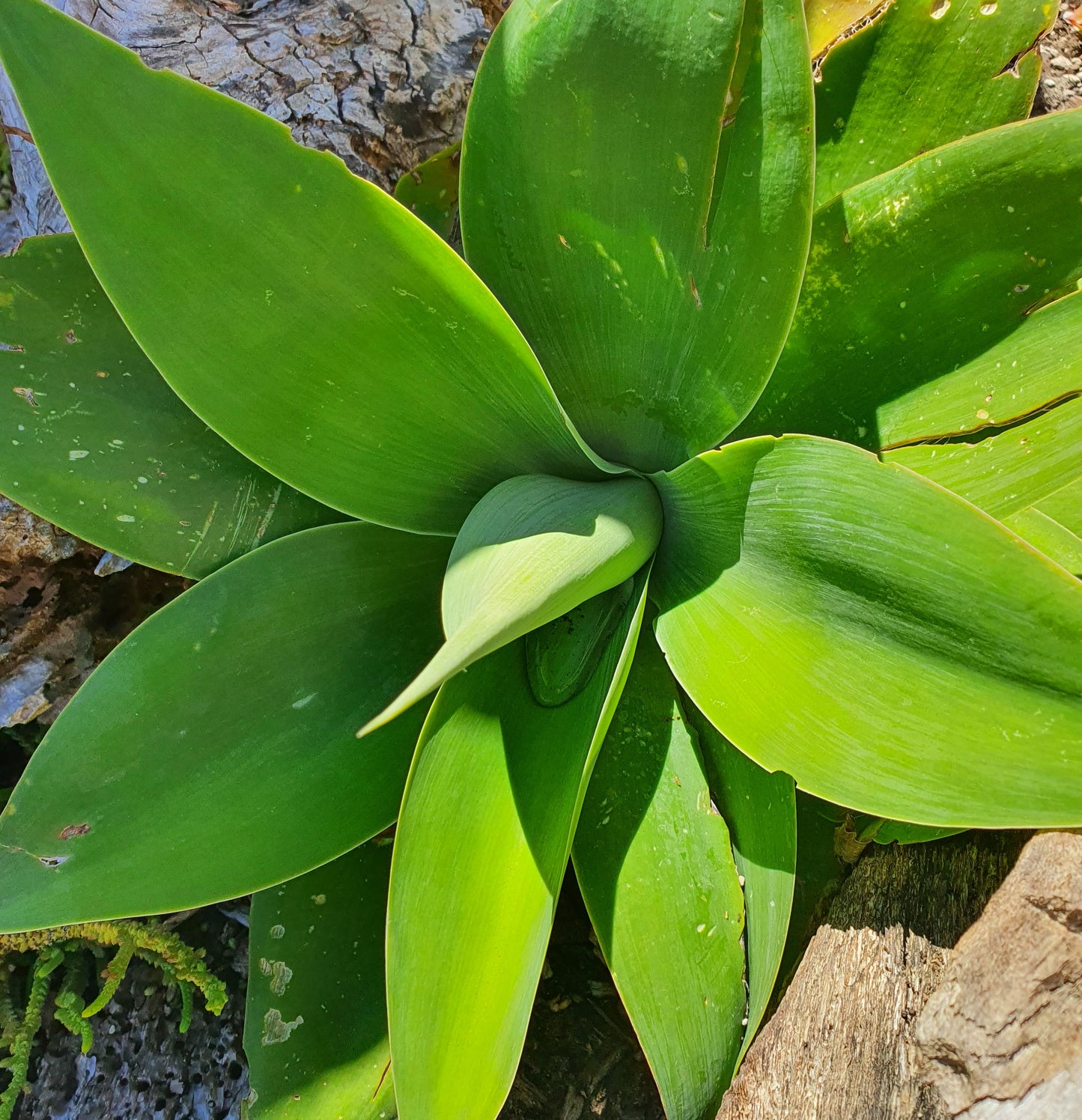 Agave Attenuata | Fox Tail Agave