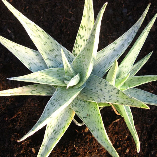 Aloe Quicksilver