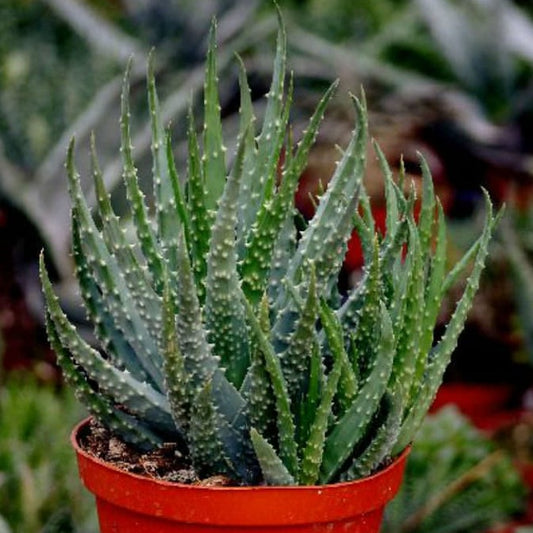 Aloe Humilis | Spider Aloe | Dwarf Blue