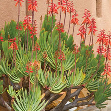 Load image into Gallery viewer, Aloe Plicatilis | Fan Aloe
