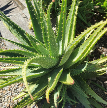 Load image into Gallery viewer, Aloe Andongensis
