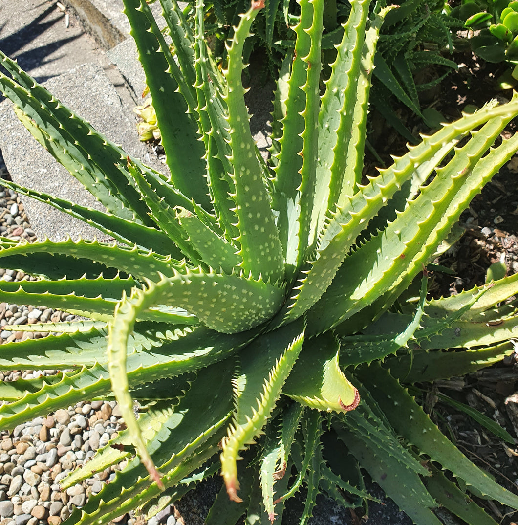 Aloe Andongensis