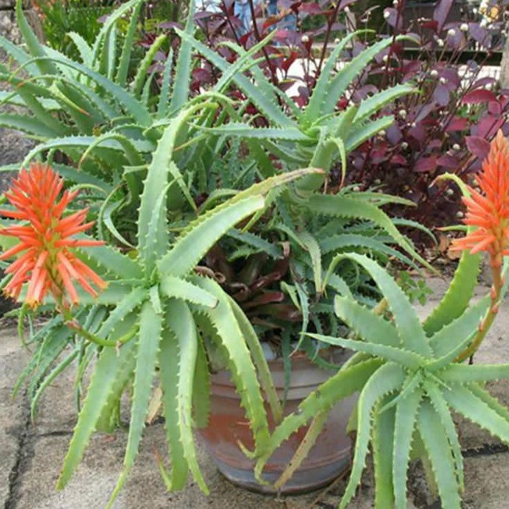Aloe Arborescens | Torch Aloe