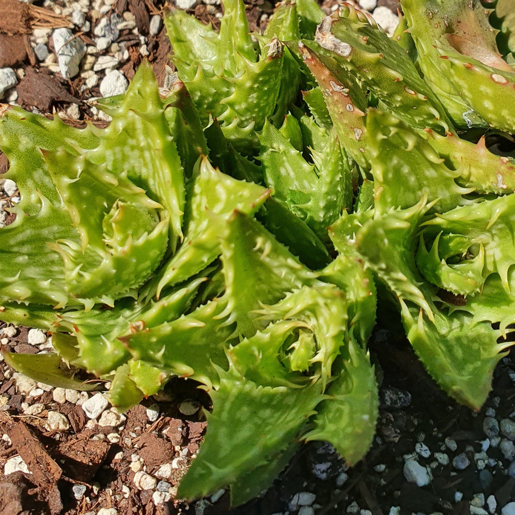 Aloe Juvenna | Tiger Tooth Aloe