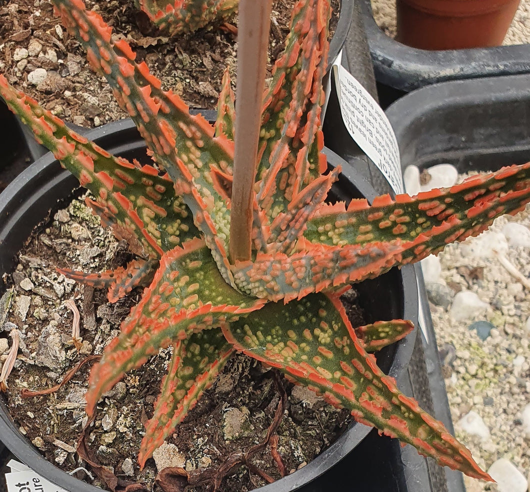 Aloe Piranha