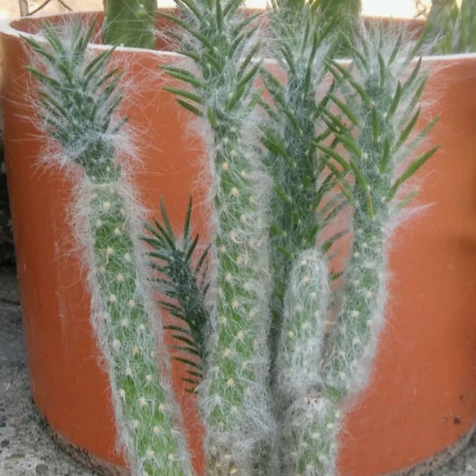 Austrocylindropuntia Vestita | Old Man Opuntia