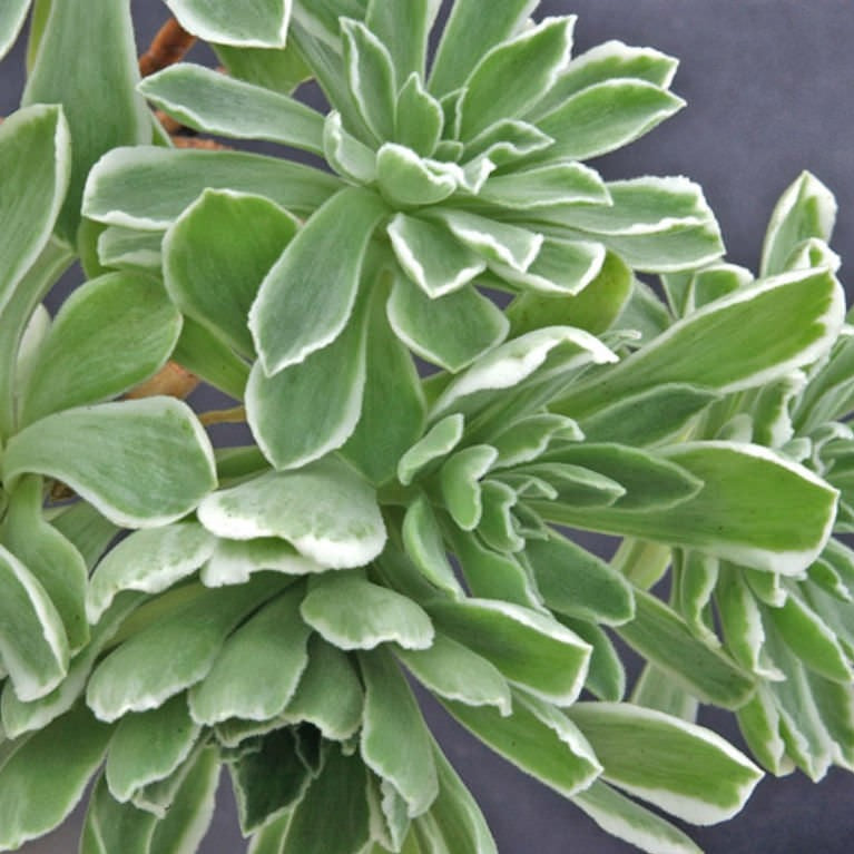 Aeonium Ballerina | Aeonium Frosty
