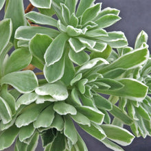 Load image into Gallery viewer, Aeonium Ballerina | Aeonium Frosty
