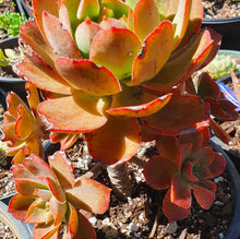 Load image into Gallery viewer, Aeonium Bronze Medal
