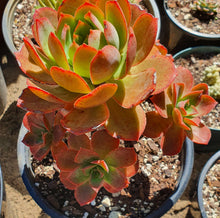 Load image into Gallery viewer, Aeonium Bronze Medal
