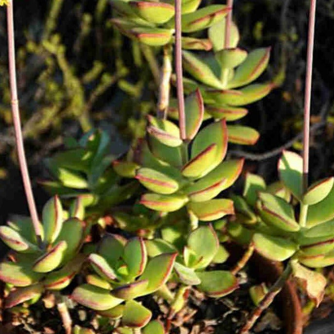 Cotyledon Adscendens