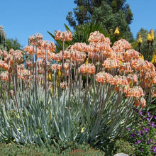 Load image into Gallery viewer, Cotyledon Orbiculata var. Oblonga | Flavida Fingers
