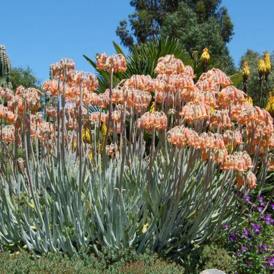 Cotyledon Orbiculata var. Oblonga | Flavida Fingers