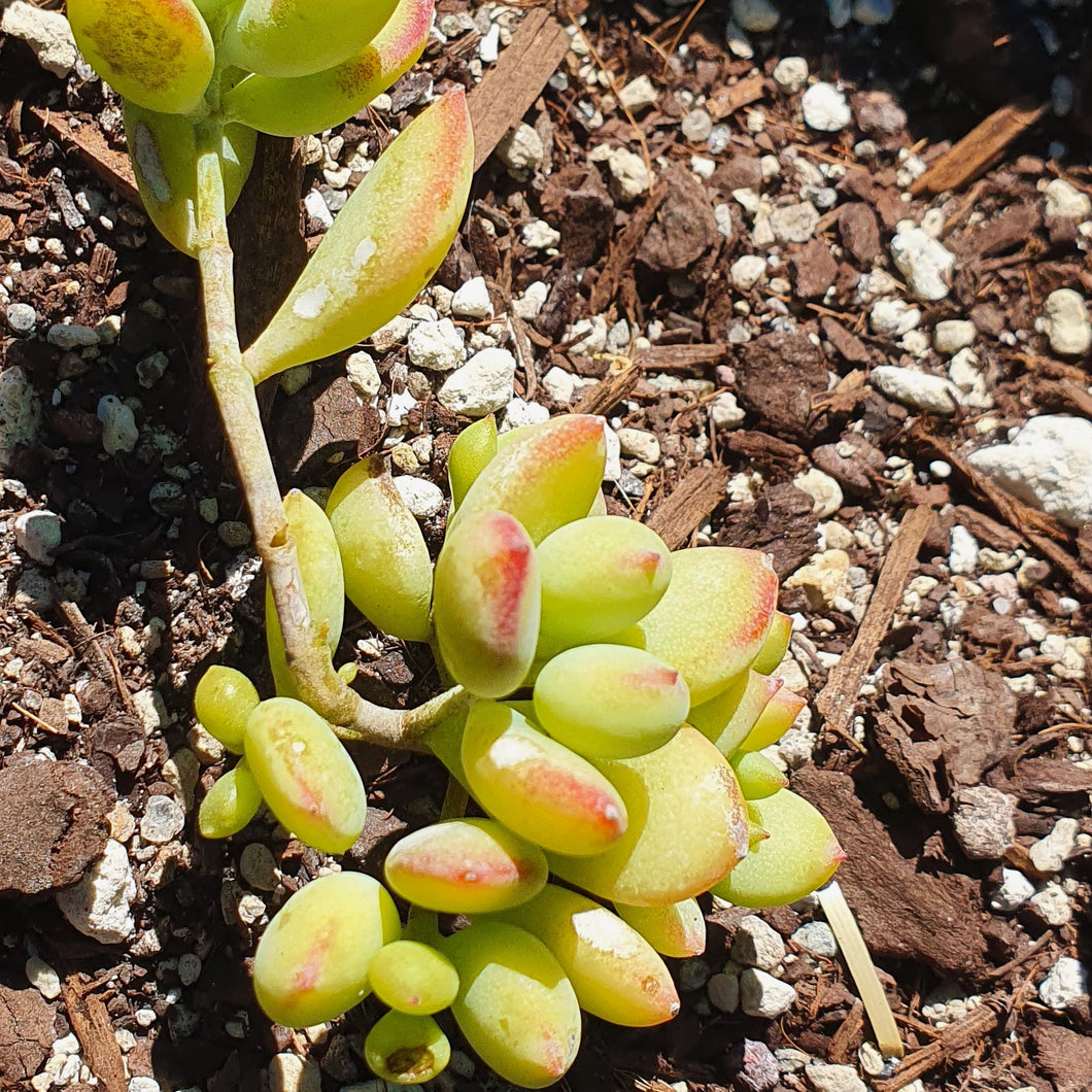 Cotyledon Pendens | Cliff Cotyledon