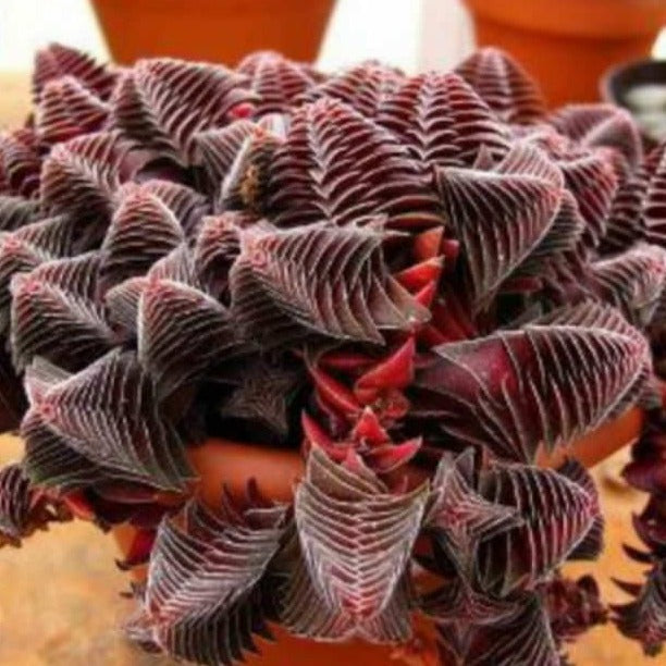 Crassula Capitella Subsp. Thyrsiflora | Pagoda Village