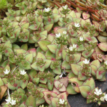 Load image into Gallery viewer, Crassula Pellucida subsp. Marginalis F. Rubra
