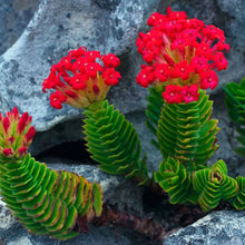 Load image into Gallery viewer, Crassula Coccinea | Red Crassula
