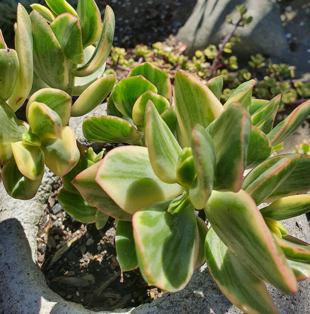 Crassula Ovata Tricolor | Variegated Jade Plant