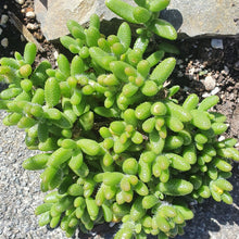 Load image into Gallery viewer, Delosperma Echinatum | Pickle Plant
