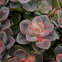 Load image into Gallery viewer, Echeveria Chroma
