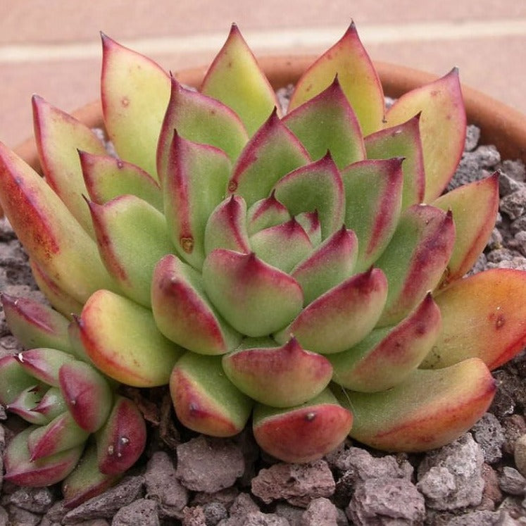 Echeveria Cimette