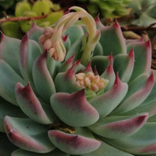 Load image into Gallery viewer, Echeveria Colorata
