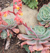 Load image into Gallery viewer, Echeveria Blue Sky
