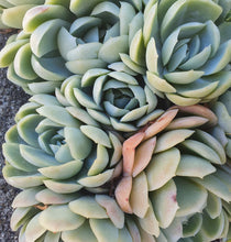 Load image into Gallery viewer, Echeveria Elegans | Mexican Snowball
