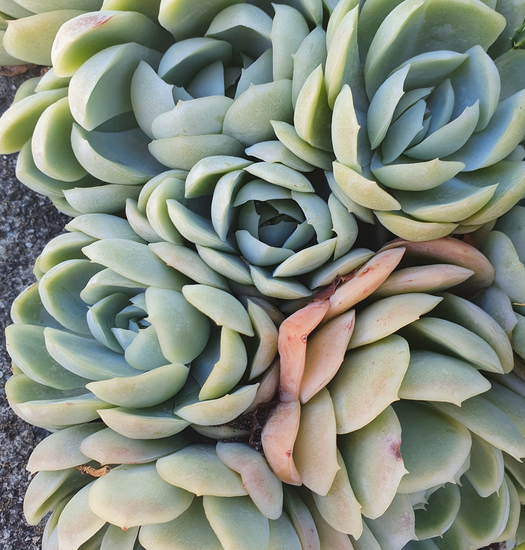 Echeveria Elegans | Mexican Snowball