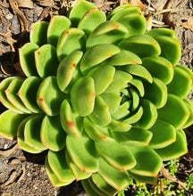 Load image into Gallery viewer, Echeveria Green Waterlily
