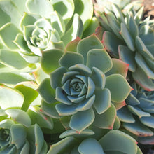 Load image into Gallery viewer, Echeveria Secunda | Hen and Chicks
