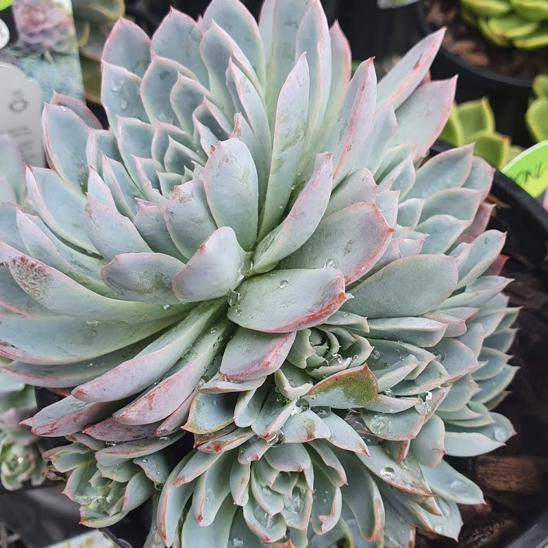 Echeveria Violet Queen