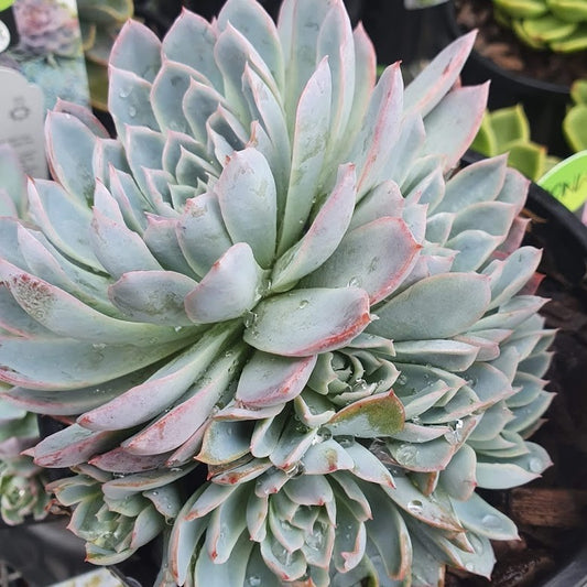 Echeveria Violet Queen