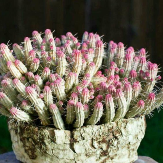 Euphorbia Mammillaris Variegata Corn Cob Cactus