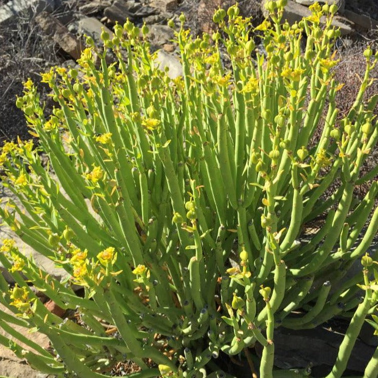 Euphorbia Mauritanica | Pencil Milkbush