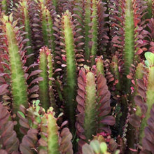 Load image into Gallery viewer, Euphorbia Trigona Rubra | African Milk Tree
