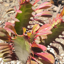 Load image into Gallery viewer, Euphorbia Trigona Rubra | African Milk Tree
