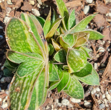 Load image into Gallery viewer, Gasteria Batesiana | Little Warty
