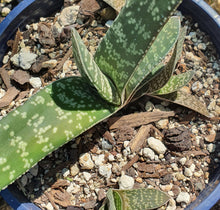 Load image into Gallery viewer, Gasteria Pillansii | Mother-in-Laws Tongue
