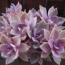 Load image into Gallery viewer, Graptoveria Douglas Huth
