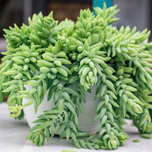 Load image into Gallery viewer, Sedum Morganianum | Donkey&#39;s Tail
