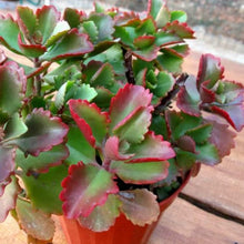 Load image into Gallery viewer, Kalanchoe Sexangularis | Red Leaved Kalanchoe
