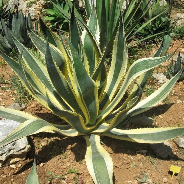 Agave Americana Marginata | Variegated Century Plant