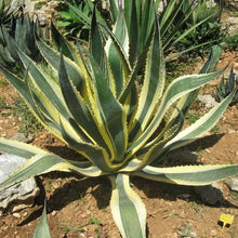 Load image into Gallery viewer, Agave Americana Marginata | Variegated Century Plant
